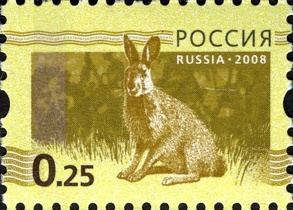 European Hare (Lepus europaeus)
