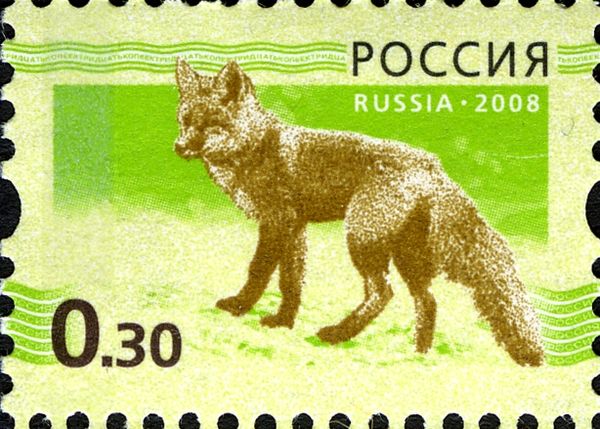 Red Fox (Vulpes vulpes)
