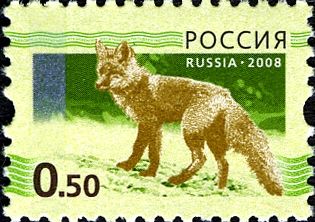 Red Fox (Vulpes vulpes)