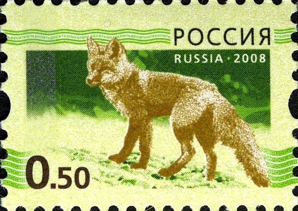 Red Fox (Vulpes vulpes)