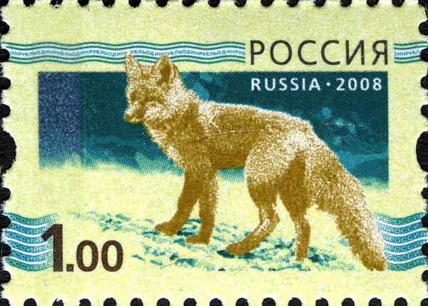 Red Fox (Vulpes vulpes)