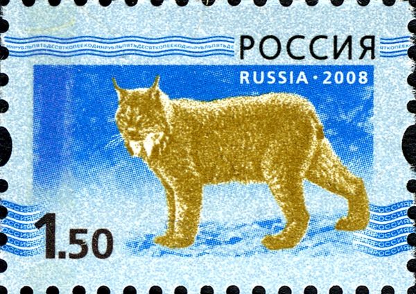 Eurasian Lynx (Lynx lynx)