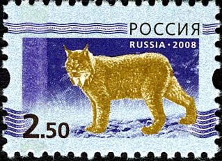Eurasian Lynx (Lynx lynx)