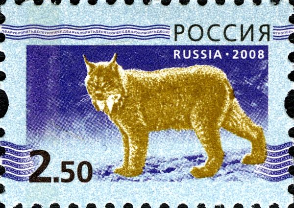 Eurasian Lynx (Lynx lynx)