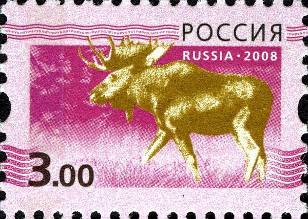 Moose (Alces alces)