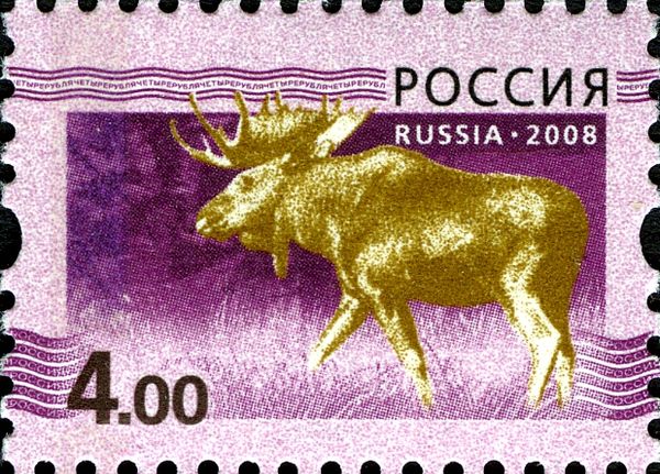 Moose (Alces alces)