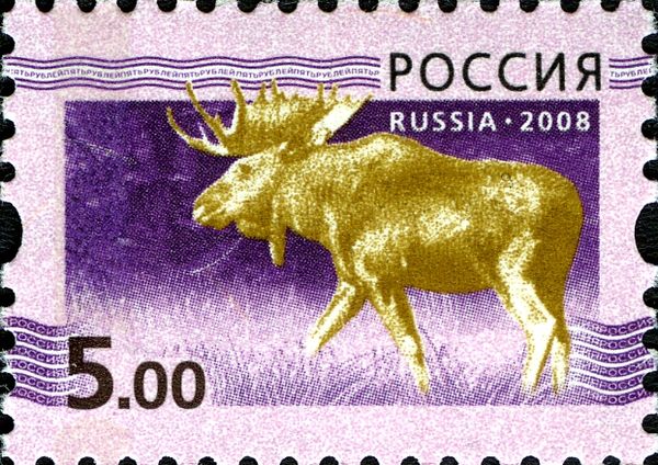 Moose (Alces alces)
