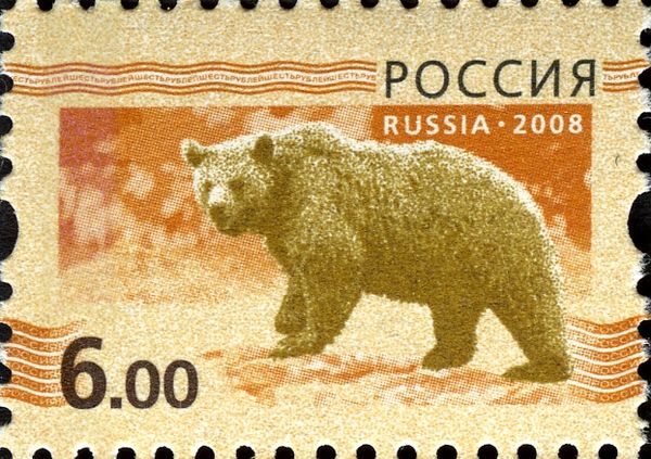 Brown Bear (Ursus arctos)