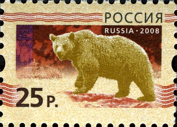 Brown Bear (Ursus arctos)