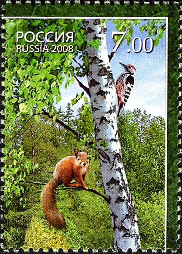 Eurasian Red Squirrel, Middle Spotted Woodpecker