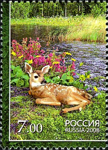 Eastern Roe Deer (Capreolus pygargus)