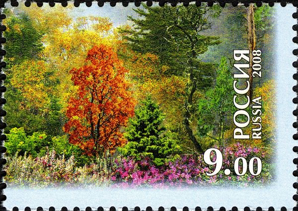 Central Sikhote-Alin - Forest