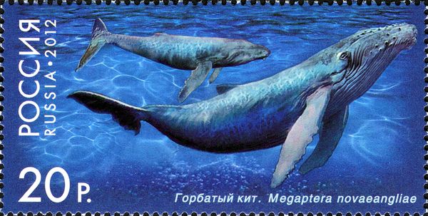 Humpback Whale (Megaptera novaeangliae)
