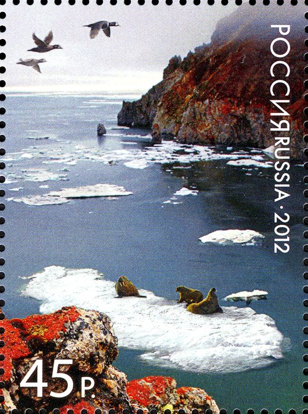 Walrus (Odobenus rosmarus) on Ice Floes in a Bay of Wrangel 