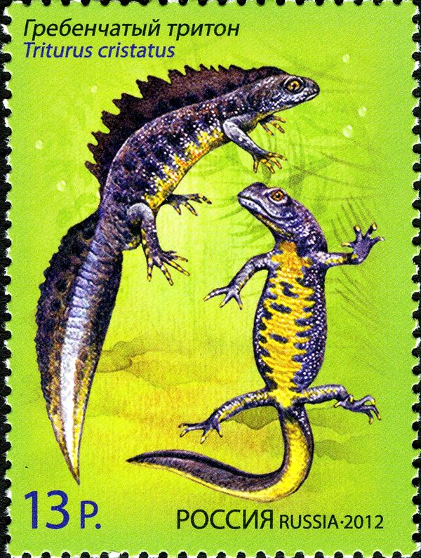 Northern Crested Newt (Triturus cristatus)
