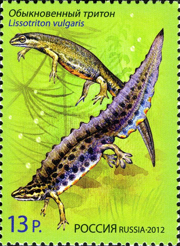 Smooth Newt (Lissotriton vulgaris)