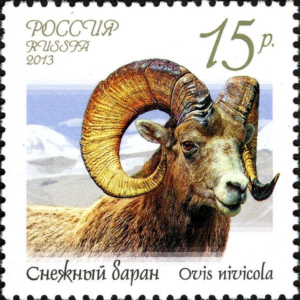 Snow Sheep (Ovis nivicola)