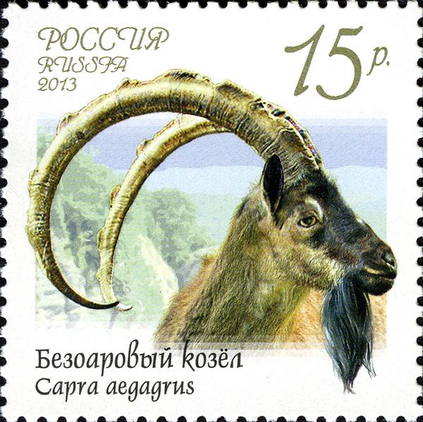 Bezoar (Capra aegagrus)