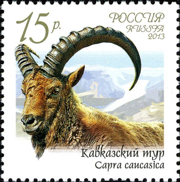 West Caucasian Tur (Capra caucasica)
