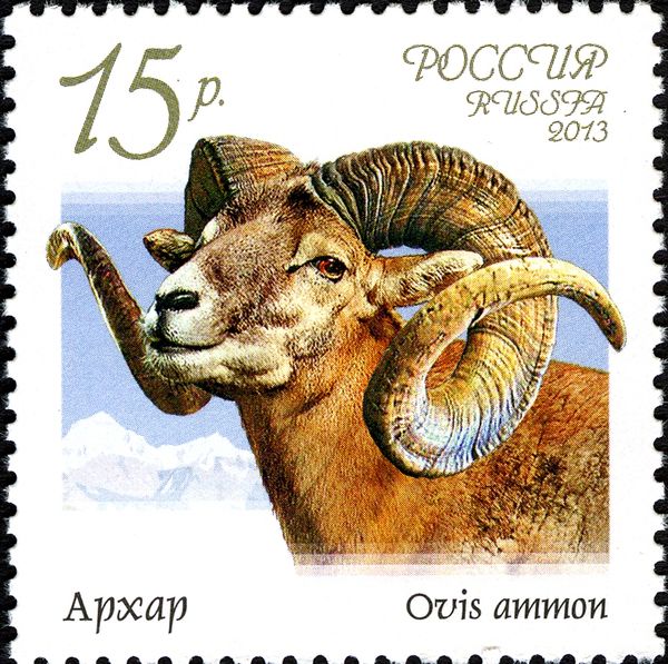 Argali (Ovis ammon)