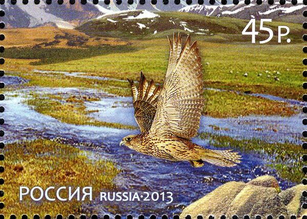 Saker Falcon (Falco cherrug)