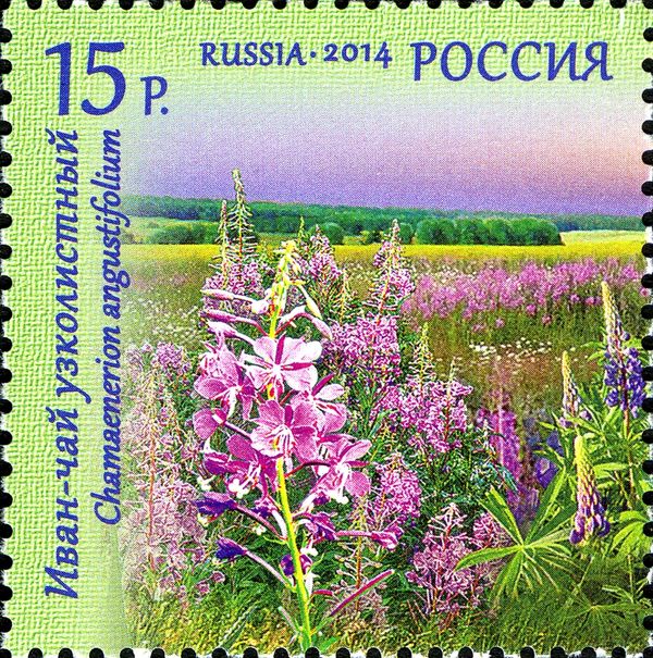 Narrow-leaved Fireweed (Chamaenerion Angustifolium)