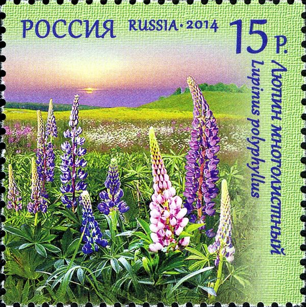 Lupine Multileaf (Lupinus polyphyllus)