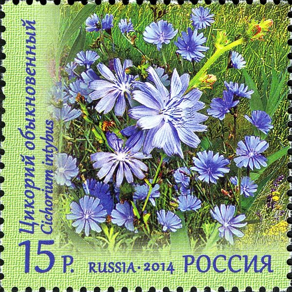 Common Chicory (Cichorium intybus)