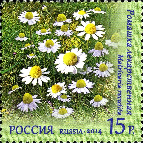 Chamomile Officinalis (Matricaria recutita)