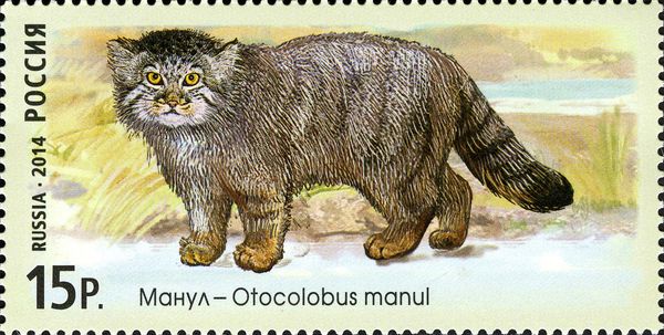 Pallas's Cat (Otocolobus manul)