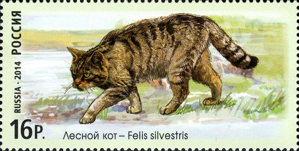 Forest Cat (Felis silvestris)