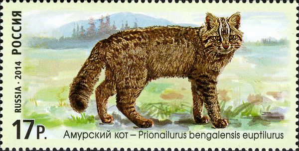 Amur Leopard Cat (Prionailurus bengalensis euptilurus)