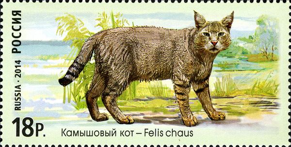 Jungle Cat (Felis chaus)