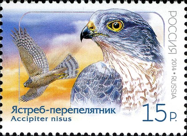 Eurasian Sparrowhawk (Accipiter nisus)