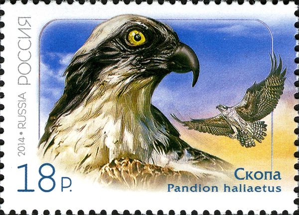 Osprey (Pandion haliaetus)