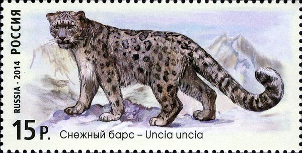 Snow Leopard (Uncia uncia)