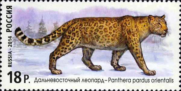 Amur Leopard (Panthera pardus orientalis)