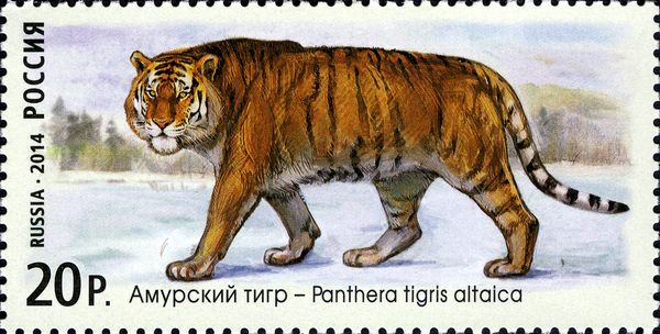 Siberian Tiger (Panthera tigris altaica)