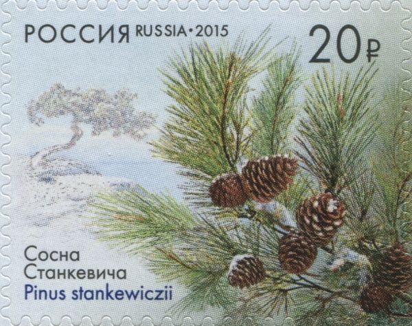 Stankewicz Pine (Pinus stankewiczii), Sevastopol