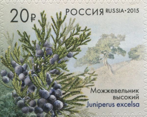 Grecian Juniper (Juniperus excelsa), Republic of Crimea