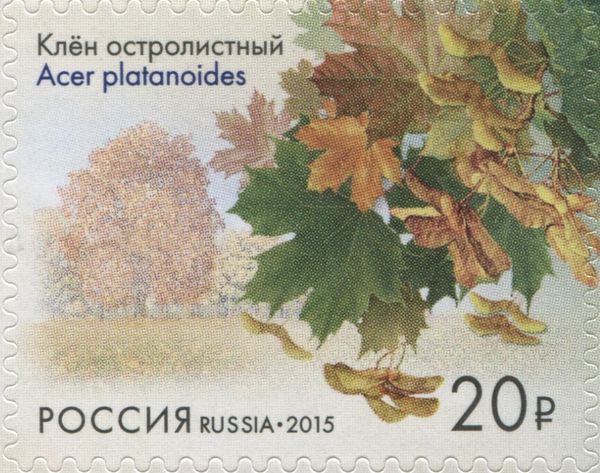 Acutifoliate Maple (Acer platanoides), St. Petersburg