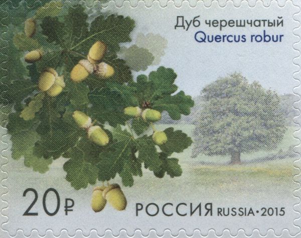 English Oak (Quercus robur), Moscow