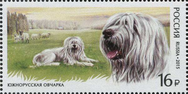 Southern Russian Sheep Dog (Canis lupus familiaris)