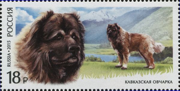 Caucasian Sheep Dog (Canis lupus familiaris)