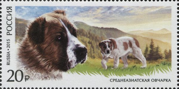 Central Asian Sheep Dog (Canis lupus familiaris)