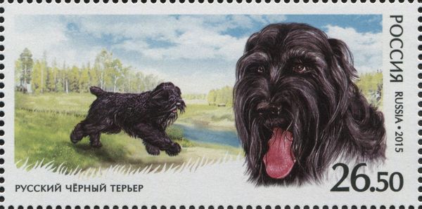 Black Russian Terrier (Canis lupus familiaris)