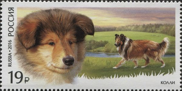 World Dog Show - Collie
