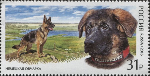World Dog Show - German Shepherd