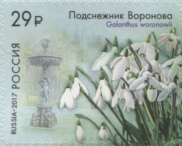 Green Snowdrop (Galanthus woronowii)