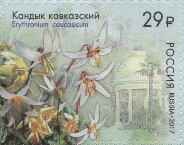 Caucasian Dog's Tooth Violet (Erythronium caucasicum)